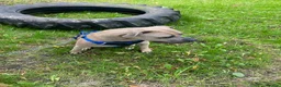 Mixed Breed dogs for sale: Luna 4 year Staffy cross  - Advert 3