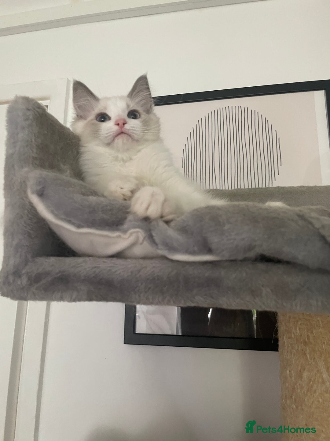 Ragdoll cats for sale: GCCF pedigreed ragdoll kittens READY TO LEAVE  - Image 6