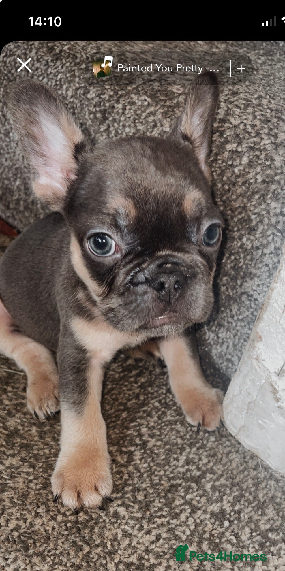 French Bulldog dogs for sale: Quality French bulldog puppies pet price in Dronfield - Advert 19