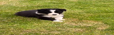Border Collie 1