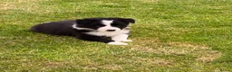 Border Collie dogs for sale: Beautiful Border Collie puppies for sale - Advert 12