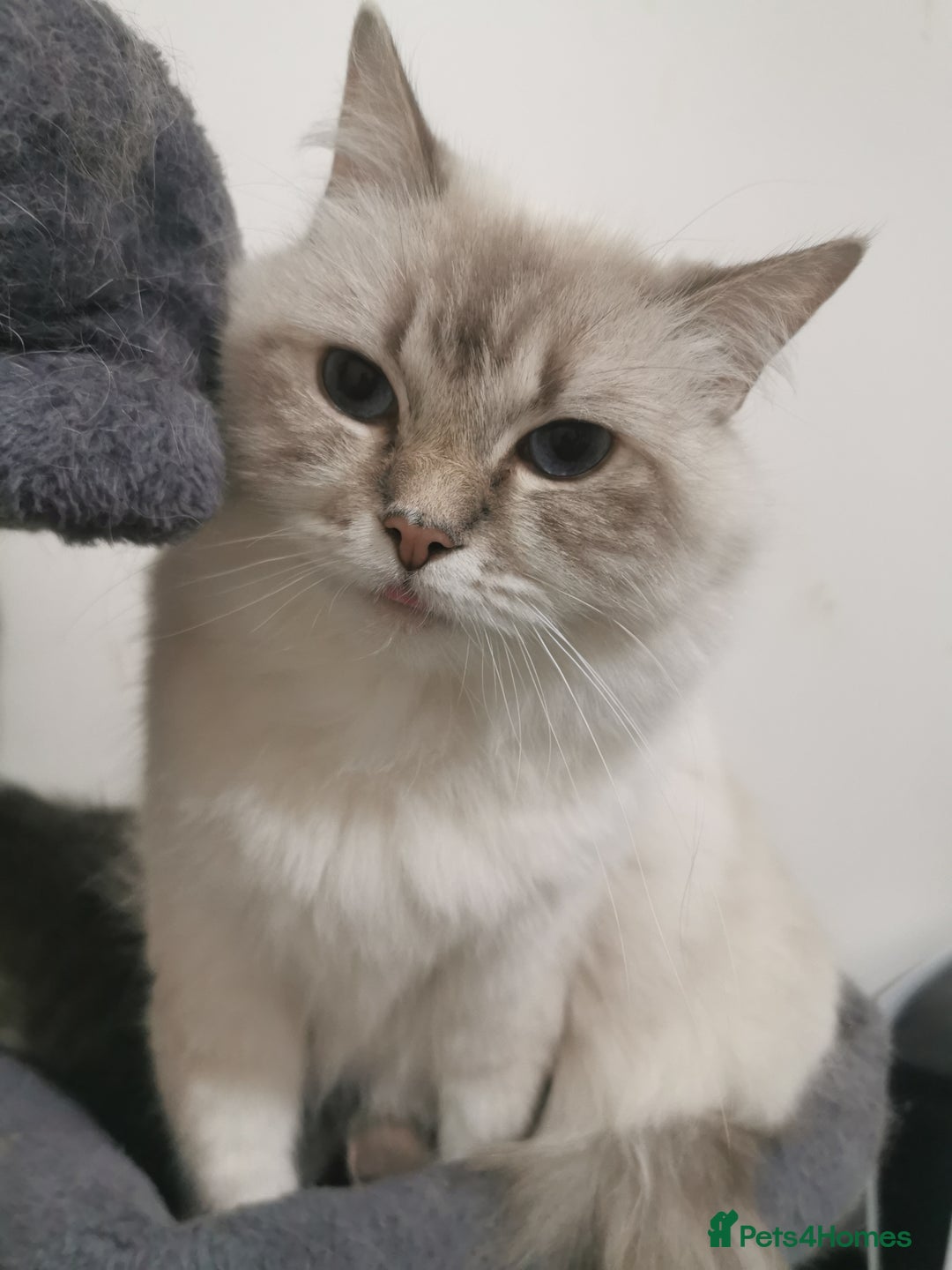 British Shorthair cats for sale: Stunning BSH Silver Tabby kittens - Advert 9