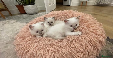 Ragdoll cats Rag doll kittens  - Advert 4