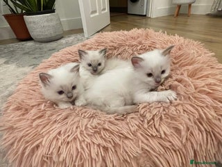 Ragdoll cats - Advert 12