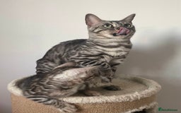 Mixed Breed cats for sale: Adorable 10-Week-Old Kittens for Sale!  - Image 6