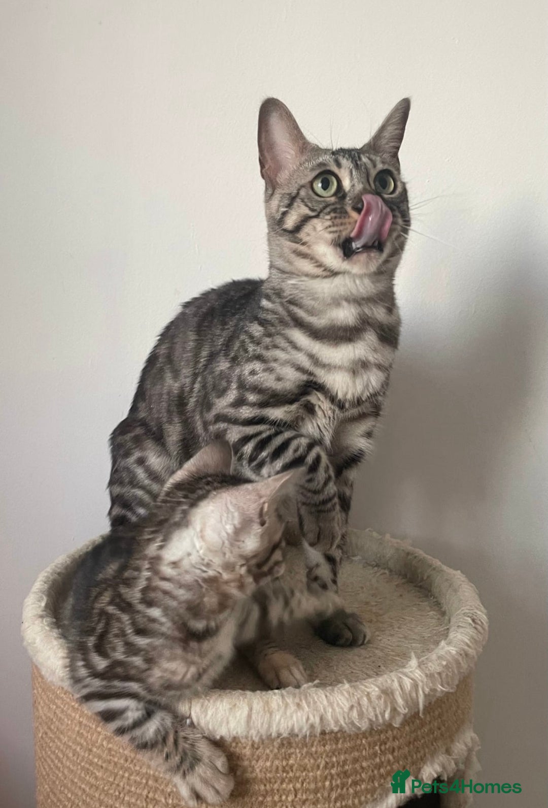 Mixed Breed cats for sale: Adorable 10-Week-Old Kittens for Sale!  - Image 6