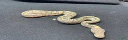 Python Snake reptiles for sale: Royals python Hatchlings  in Llanwrtyd Wells - Advert 4