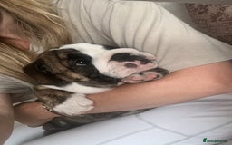 English Bulldog dogs for sale: READY NOW! vaccinated microchipped KC Bulldog pups in Rochford - Image 10