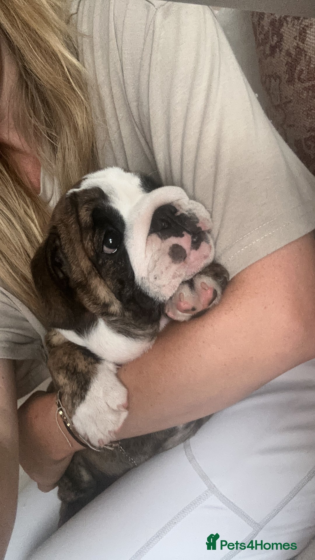 English Bulldog dogs for sale: READY NOW! vaccinated microchipped KC Bulldog pups in Rochford - Image 10