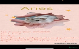 Hamster rodents for sale: Hamsters for adoption  - Image 7