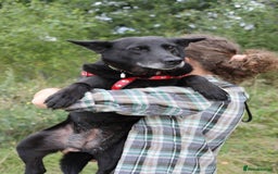 Mixed Breed dogs for adoption: 💖🐶 MARY 🐶💖 - Advert 18