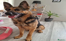 German Shepherd dogs for sale: Looking for new home - Image 1