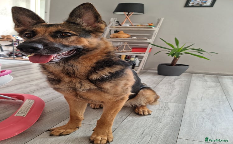 German Shepherd dogs - Advert 4