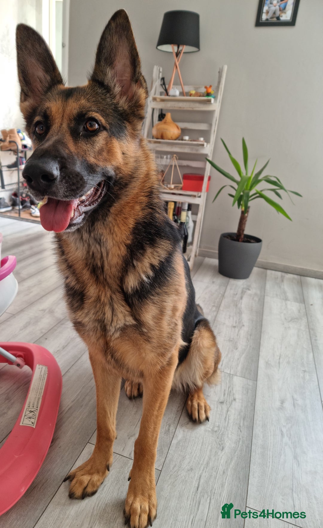 German Shepherd dogs for sale: Looking for new home - Image 1
