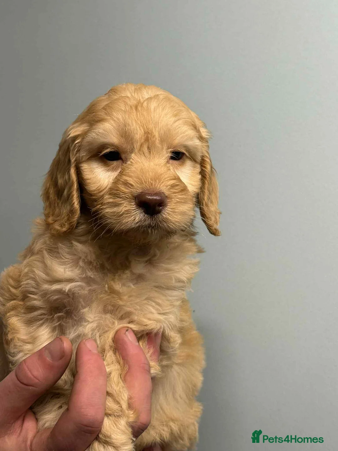 Cockapoo dogs for sale: READY TO GO Stunning F1 Cockapoos - Advert 5