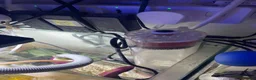 Goldfish fish for sale: reef marine fish tank  - Advert 8