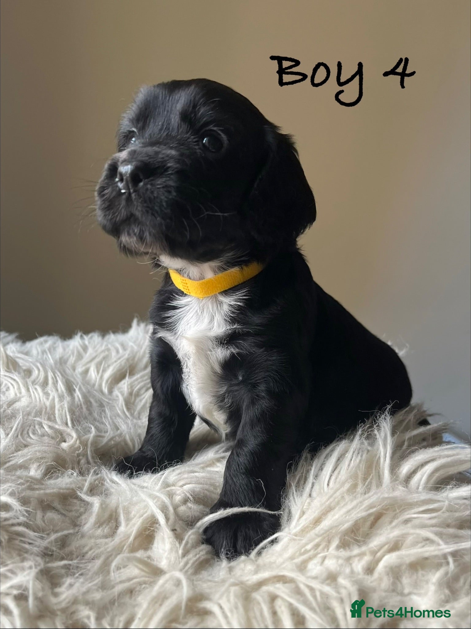 Cocker Spaniel dogs Exceptional KC Working Cocker Spaniel Puppies - Advert 2