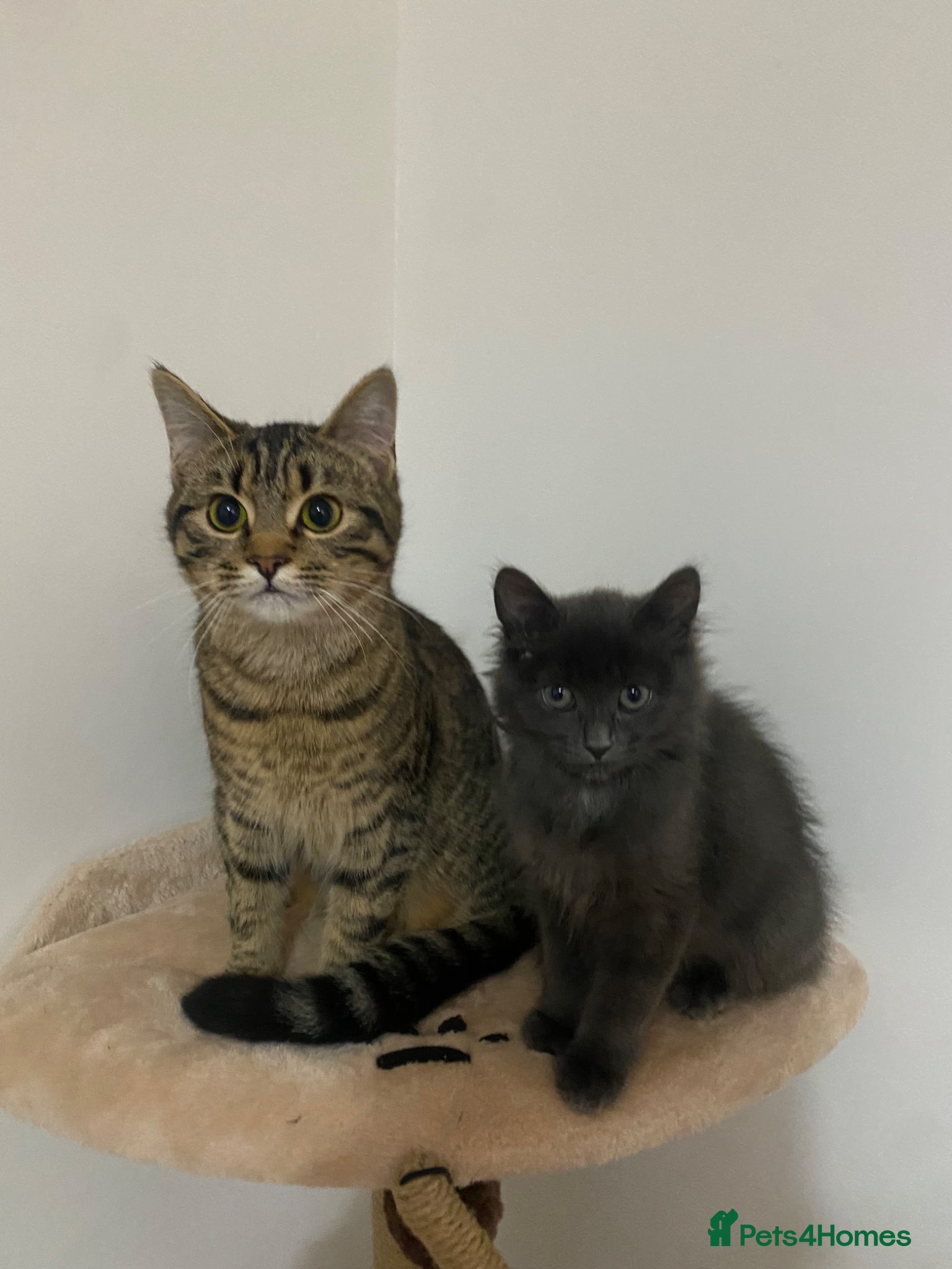 Mixed Breed cats 2 female cats for new home  - Advert 4