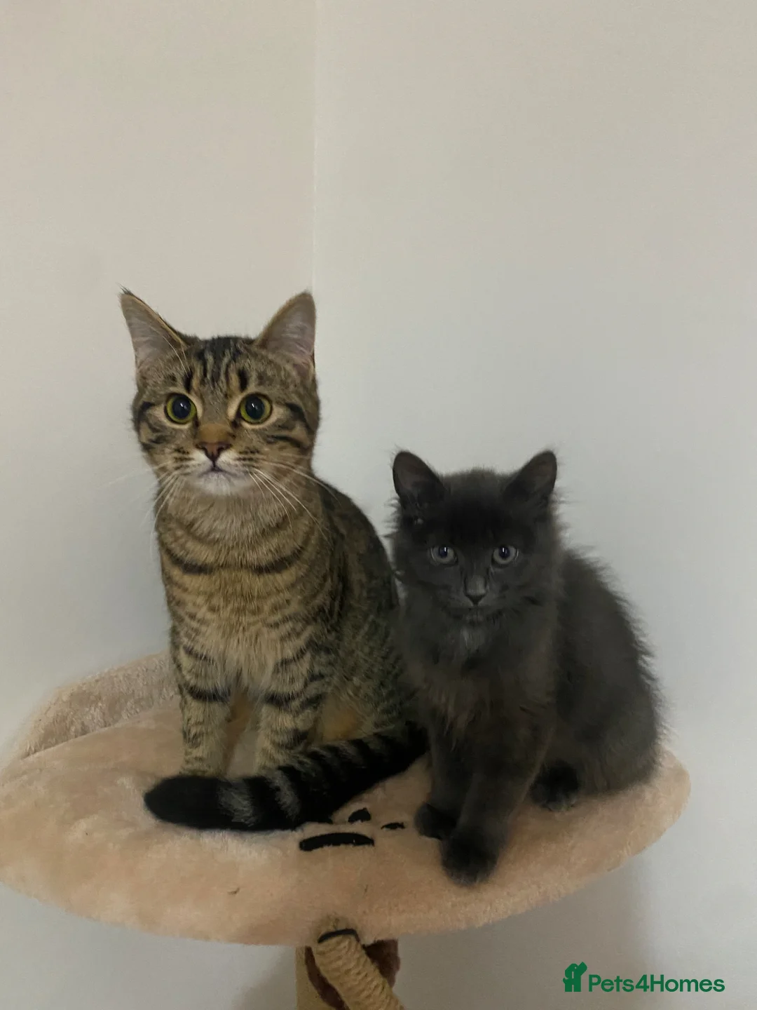 Mixed Breed cats for sale: 2 female cats for new home  in Newcastle upon Tyne - Advert 1