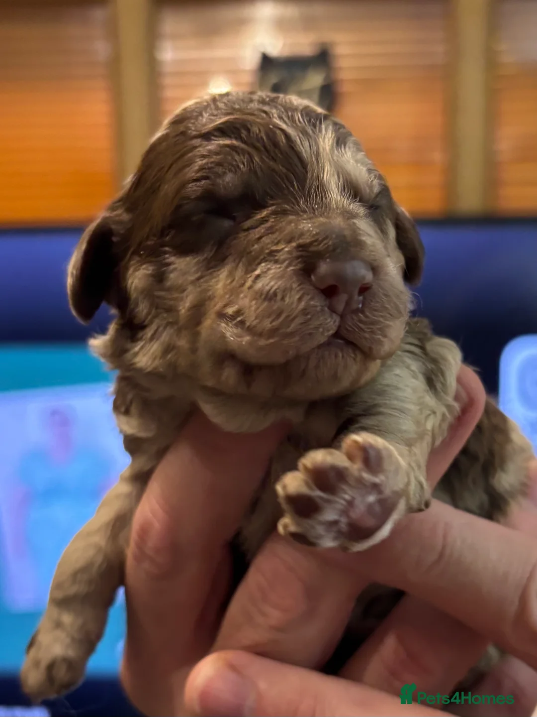 Cockapoo dogs for sale: Stunning F1bb toy cockerpoo puppies - Advert 1