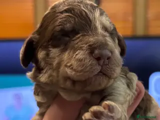 Cockapoo dogs Stunning F1bb toy cockerpoo puppies - Advert 5