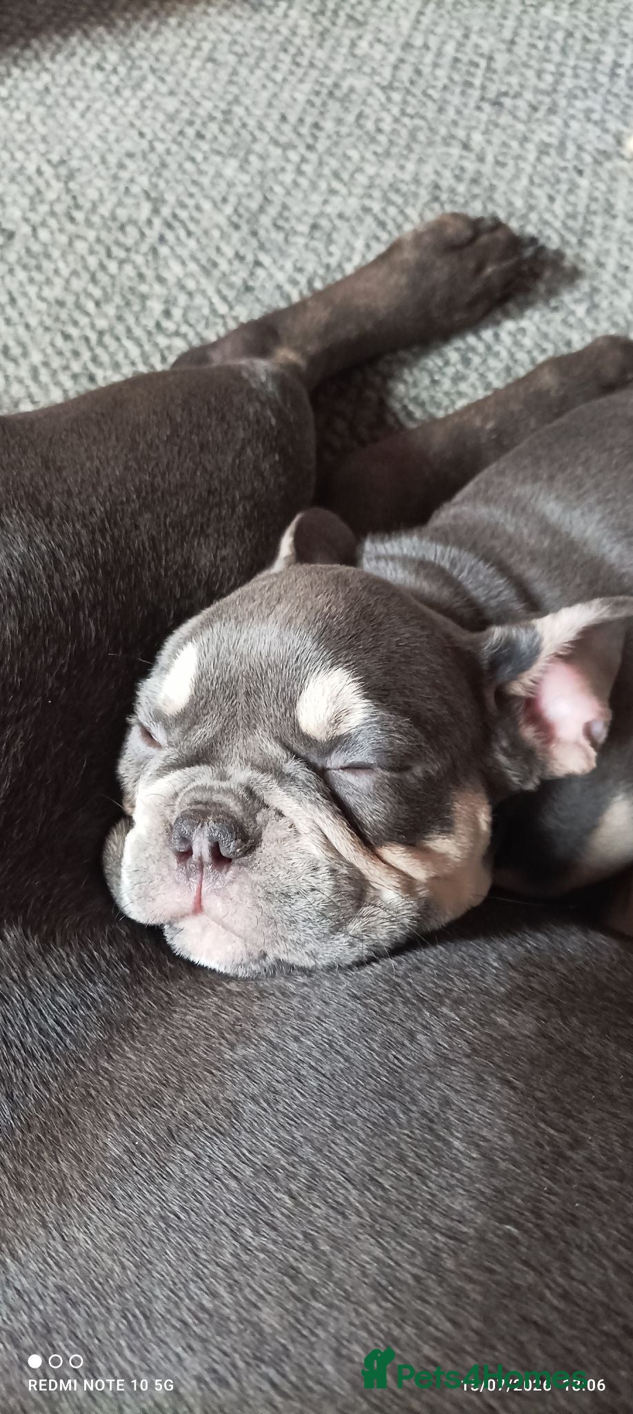 French Bulldog dogs French bulldog  dog  - Advert 6