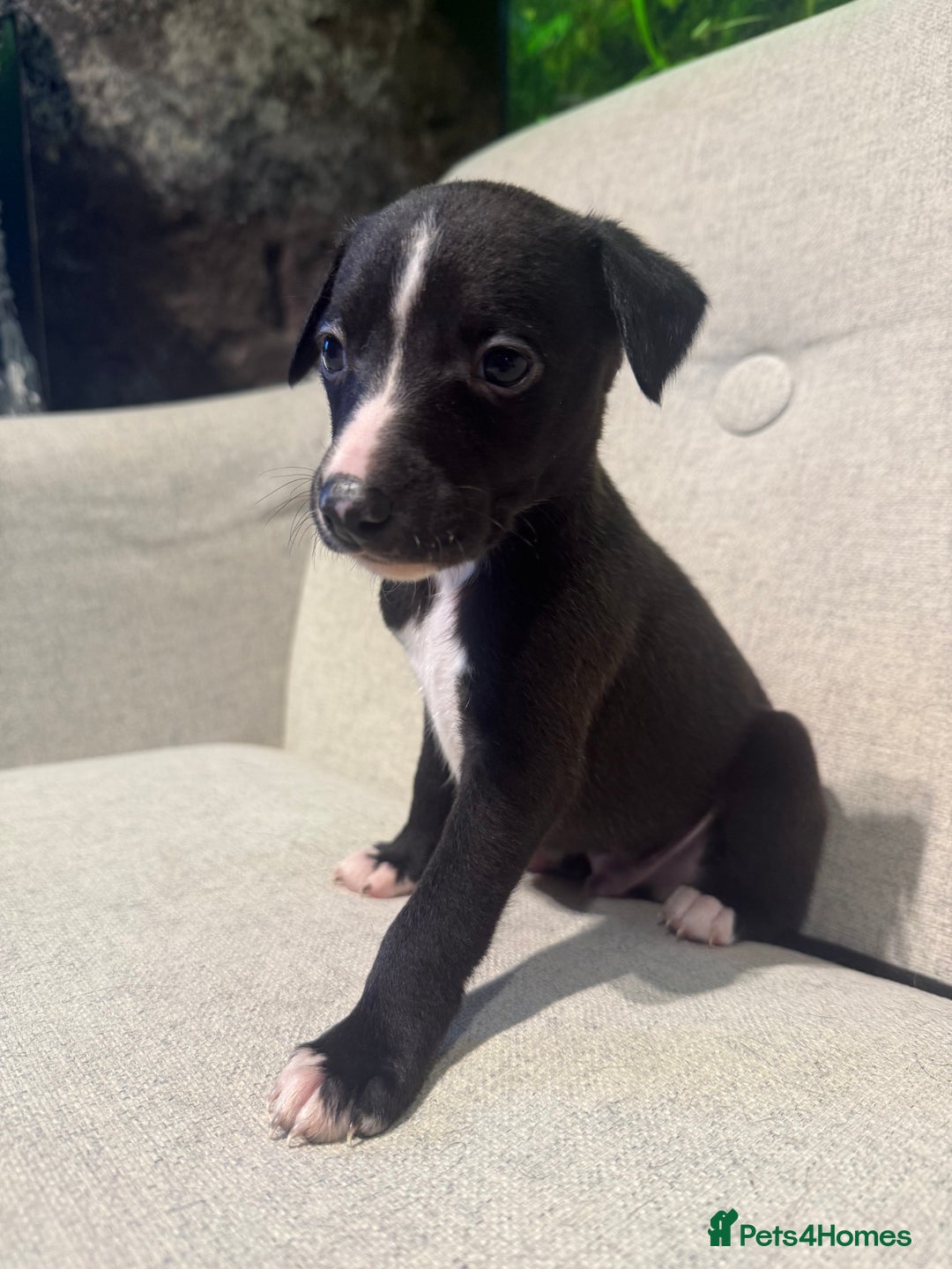 Whippet dogs for sale: KC Registered Whippet Puppies - Image 9
