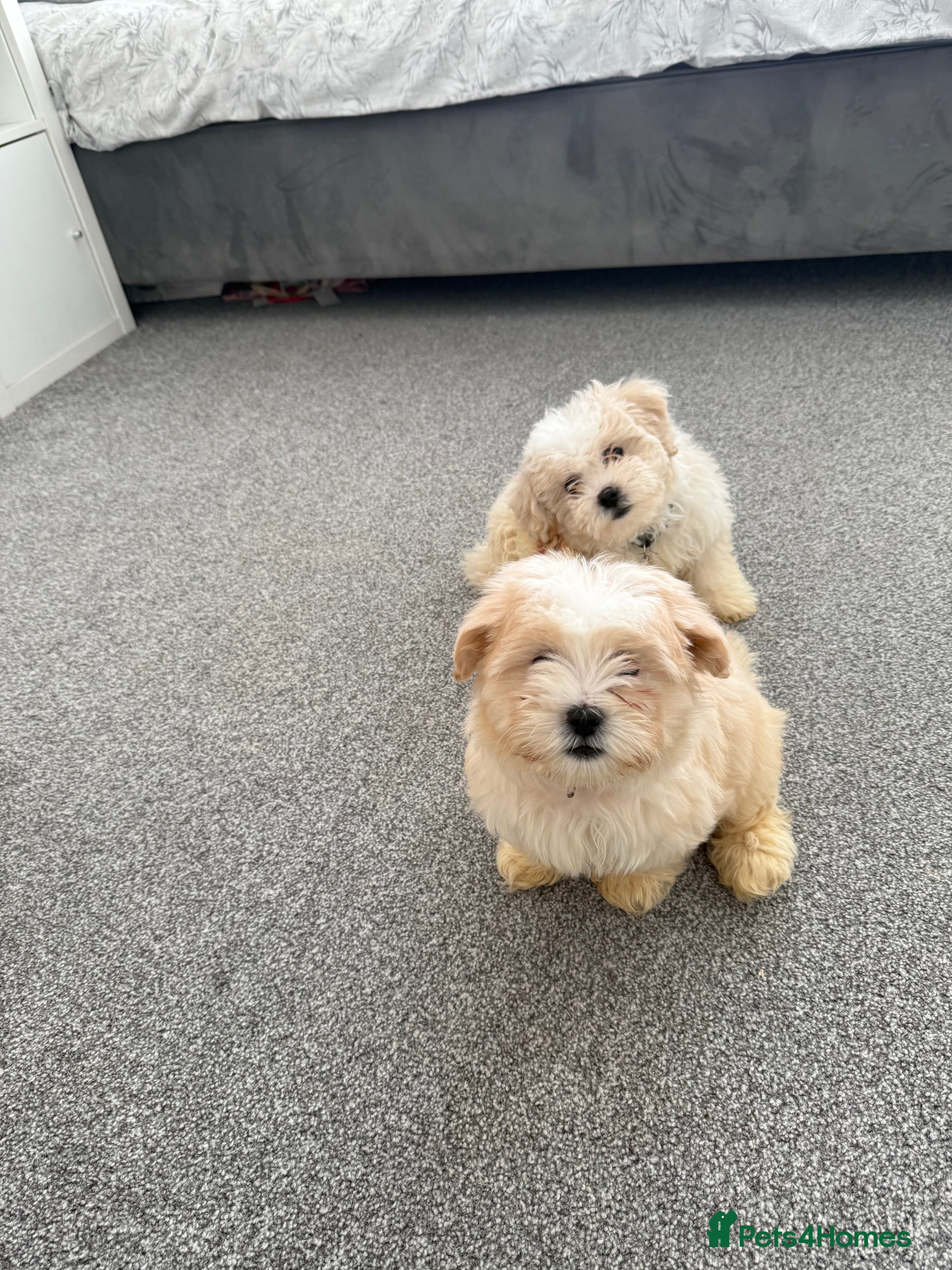 Bichon Frise dogs Bichon puppies for sale - Advert 1