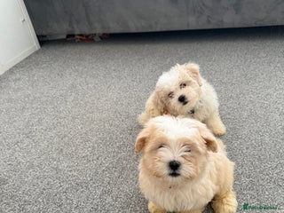 Bichon Frise dogs Bichon puppies for sale - Advert 13