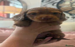 Miniature Dachshund dogs for sale: KC REG Long Hair Miniature Dachshund x 3 Red Boys - Image 10