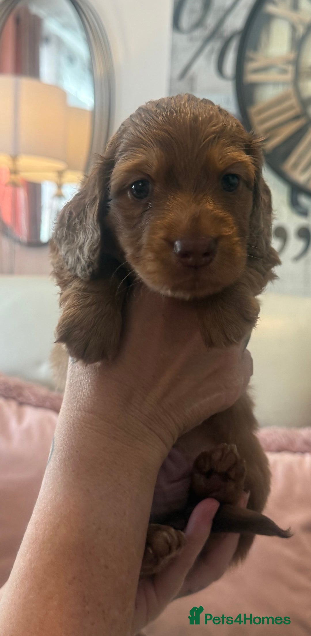 Miniature Dachshund dogs for sale: KC REG Long Hair Miniature Dachshund x 3 Red Boys - Image 10