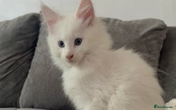 Maine Coon cats for sale: Beautiful rare white Maine coon kitten female  - Image 7