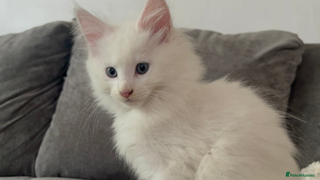 Maine Coon cats for sale: Beautiful rare white Maine coon kitten female  - Image 7