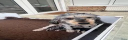 Cockapoo dogs for sale: Cockapoo puppies F1b in Peterborough - Advert 4