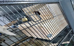 Lovebirds birds for sale: Healthy Lovebirds Pair with Cage for Sale. - Image 2