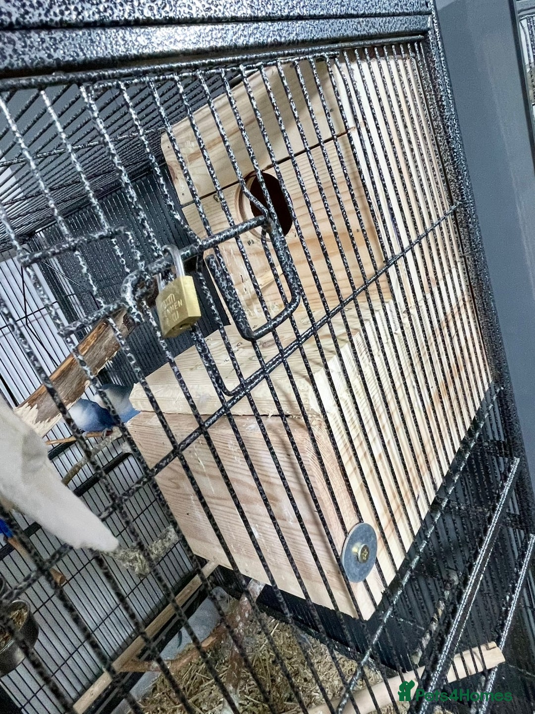 Lovebirds birds for sale: Healthy Lovebirds Pair with Cage for Sale. - Image 2