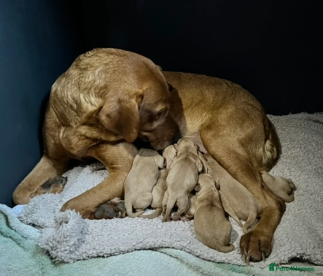 Labrador Retriever dogs for sale:  Fox red Labrador pups for sale, KC registered - Advert 1