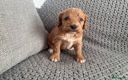 Cockapoo dogs for sale: F1 Cockapoo puppies  - Image 7