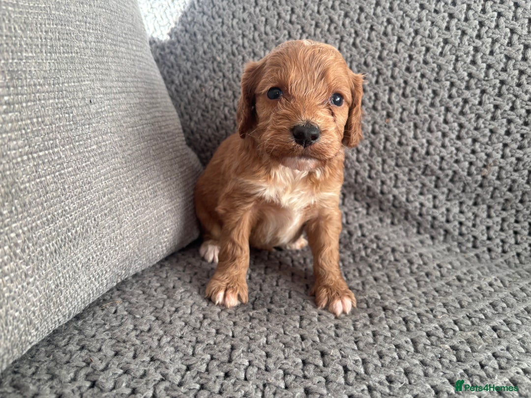 Cockapoo dogs for sale: F1 Cockapoo puppies  - Image 7