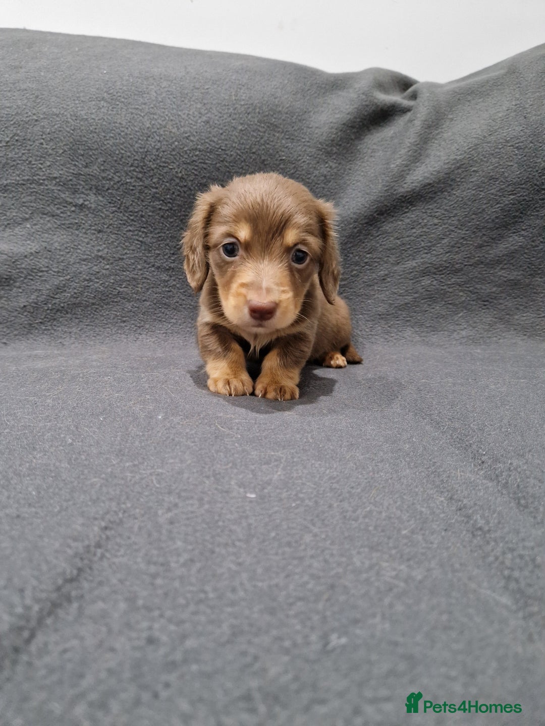 Miniature Dachshund dogs for sale: Quality KC Registered Mini Long-Haired Dachshunds  - Advert 22