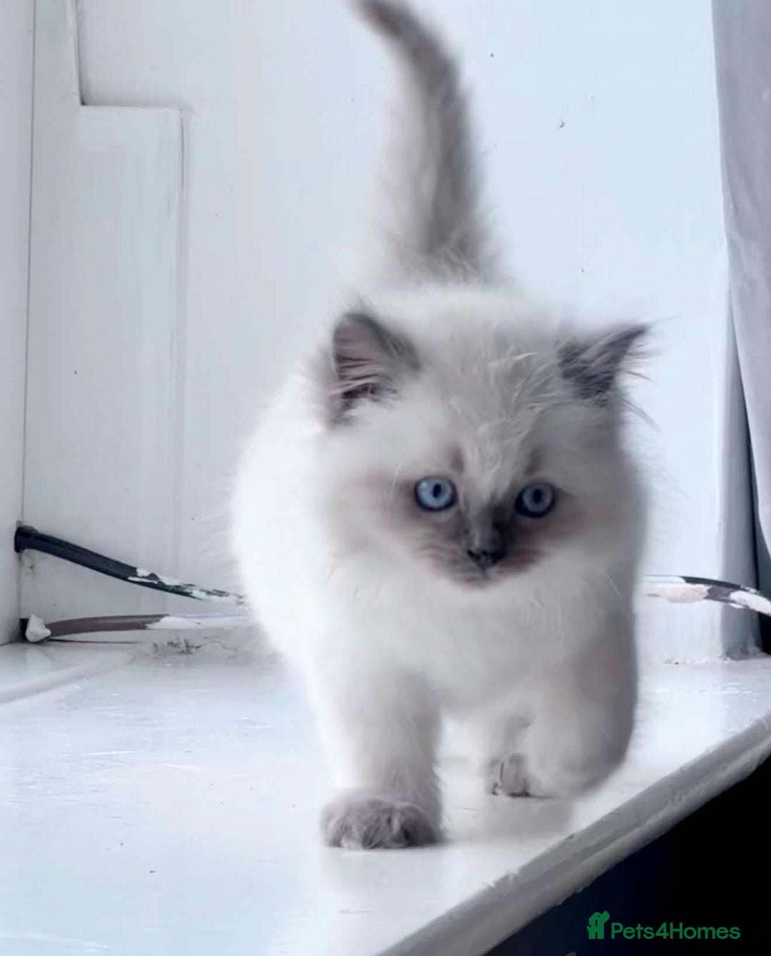 Ragdoll cats for sale: Blue Point Ragdoll Kittens!  - Advert 7
