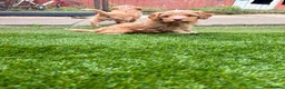 Cockapoo dogs for sale: Cockerpoo - Advert 15
