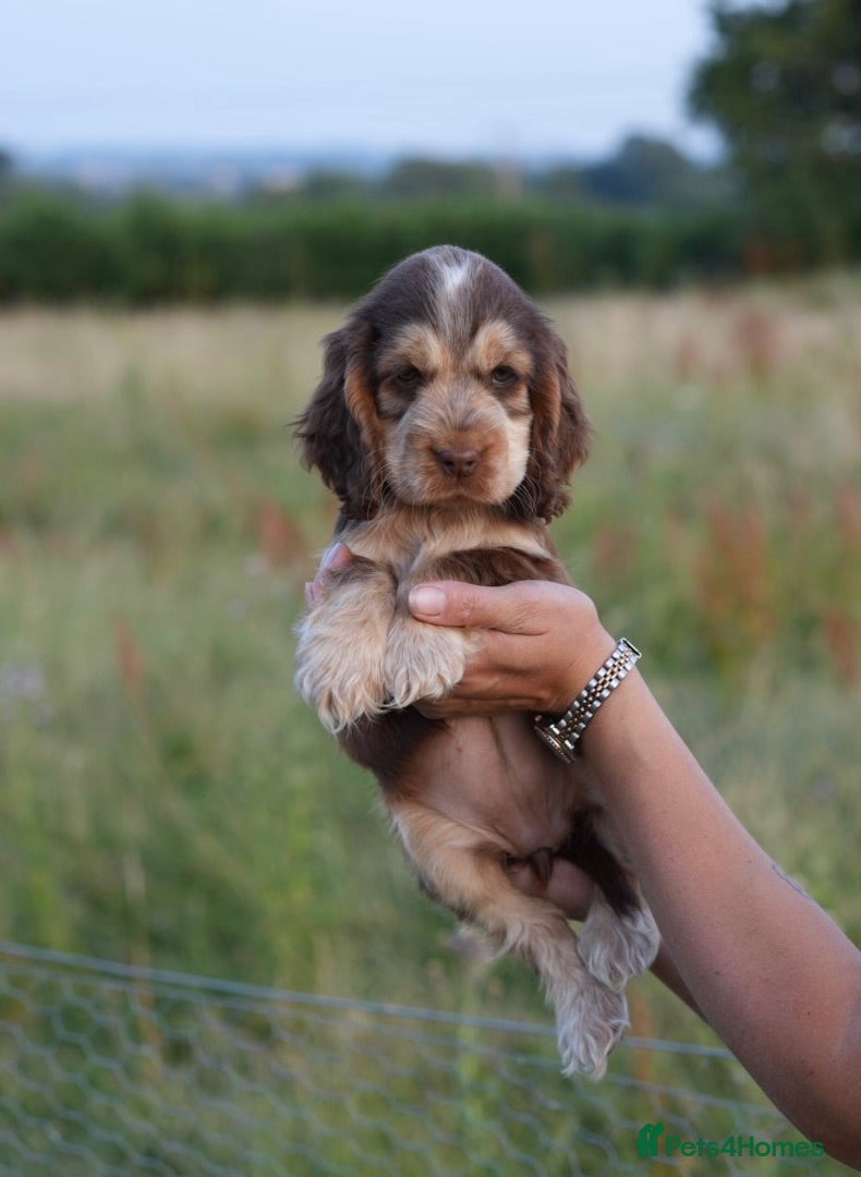 Cocker Spaniel dogs Ready to leave Now, Kc Reg, Health Tested   - Advert 1
