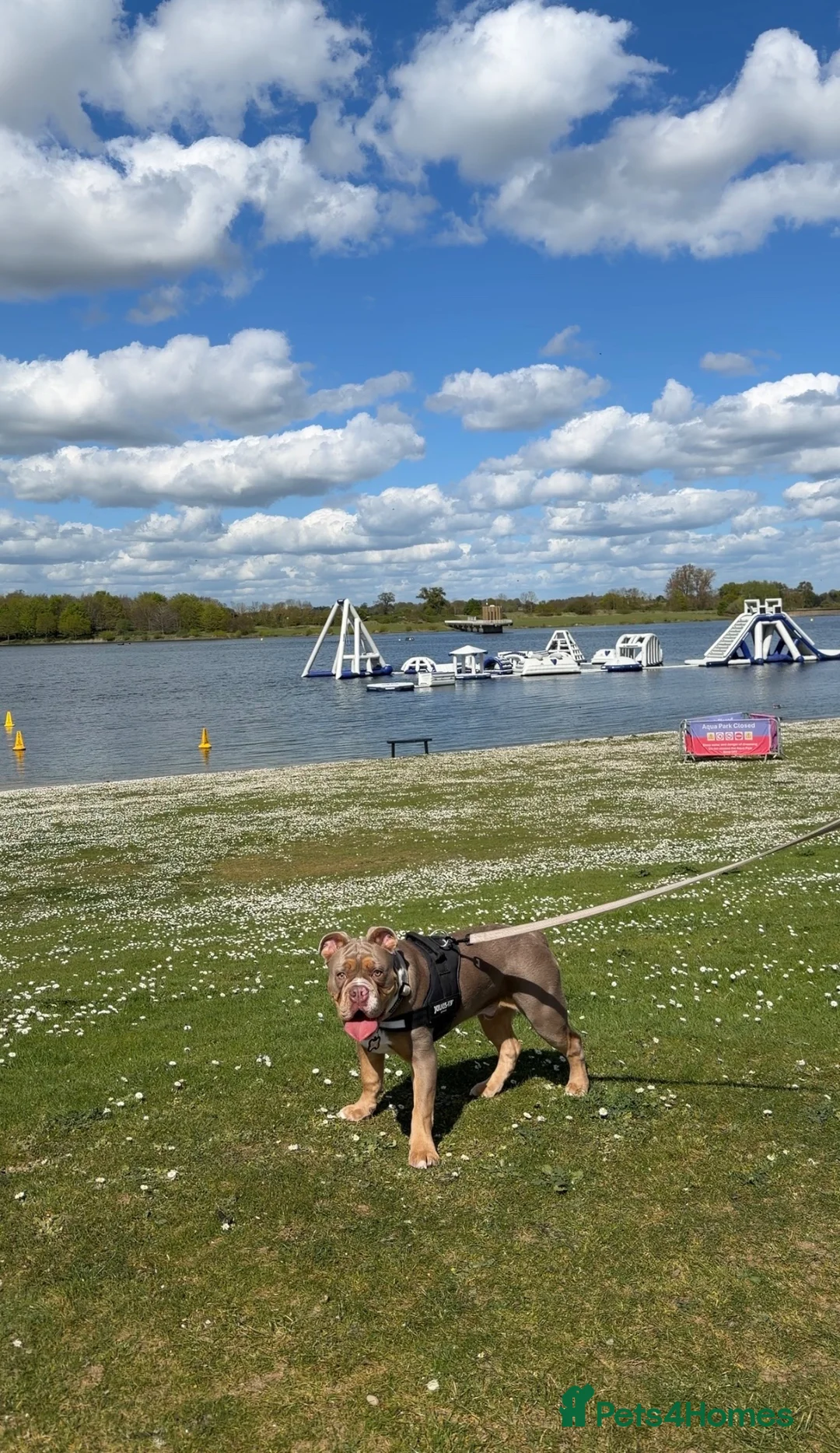 English Bulldog dogs for sale: English Bulldog male puppy in Felixstowe - Advert 3
