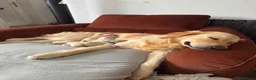 Golden Retriever dogs for sale: 6 gorgeous puppy Golden Retrievers for sale. - Advert 9
