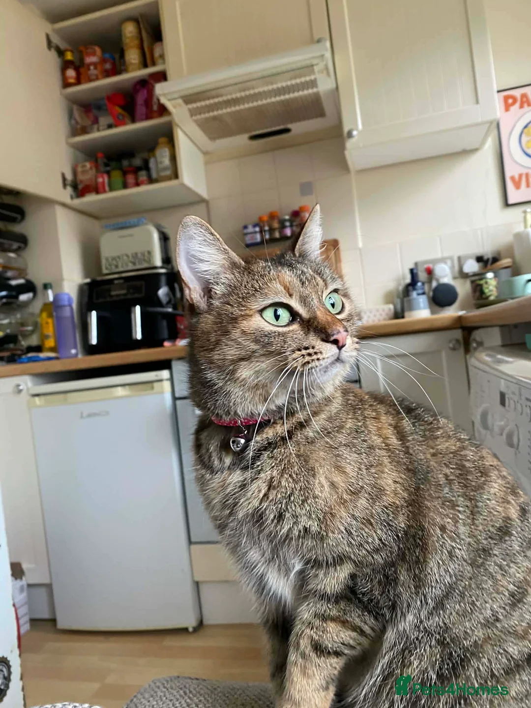 Mixed Breed cats for adoption: Beatrice Guildford Surrey  - Advert 1
