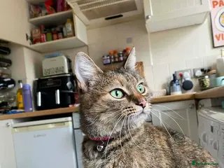 Mixed Breed cats Beatrice Guildford Surrey - Advert 1