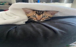 Bengal cats for sale: Beautiful pure bred Bengal boy for sale  - Image 3