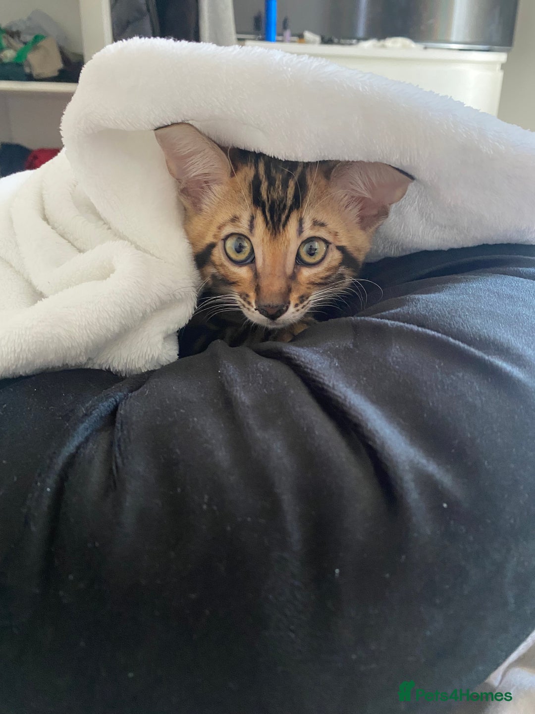 Bengal cats for sale: Beautiful pure bred Bengal boy for sale  - Image 3