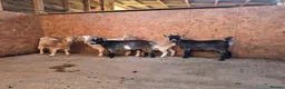 Goats livestock for sale: Pygmy goat club registered nannys  - Advert 1
